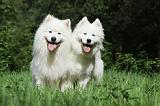 SAMOYEDE 062